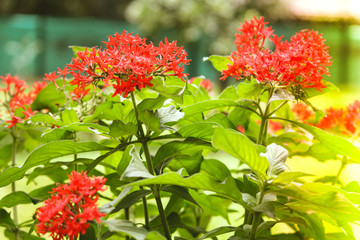Butterfly weed blooming in day light