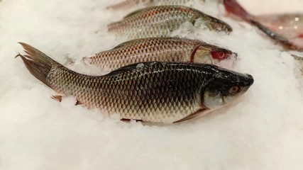 Carp fish at morning seafood shop 