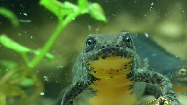 Bergmolche, Alpine newt, Ichthyosaura alpestris