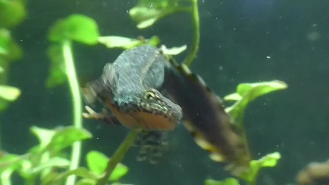 Bergmolche, Alpine newt, Ichthyosaura alpestris