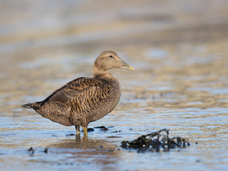 Common Eider duck, Somateria mollissima