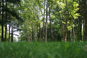 Fototapeta premium forest, Park, Krasnodar, Russia, tree, grass, nature, green, park, landscape, trees, summer, spring, wood, meadow, sky, field, sun, path, birch, foliage, light, woods, outdoor, outdoors, environment, 