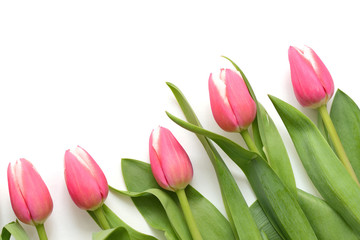 Beautiful pink tulips on white background close up