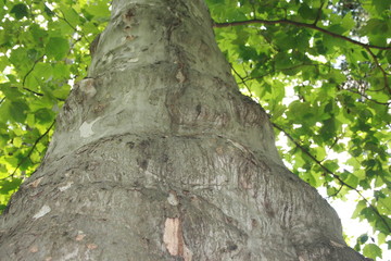 plane tree, tree, Park, Krasnodar, Russia, nature, forest, green, bark, trunk, wood, leaves, spring, plant, leaf, park, old, branch, trees, moss, summer, woods, oak, birch, branches, foliage, natural,