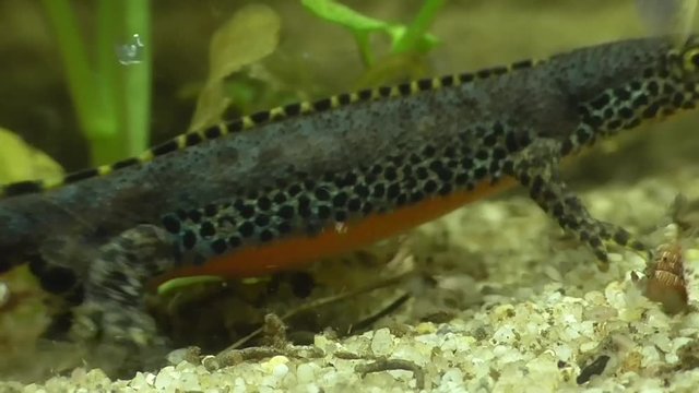 Bergmolche, Alpine newt, Ichthyosaura alpestris