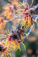 Hamamelis x intermedia 'Jelena'