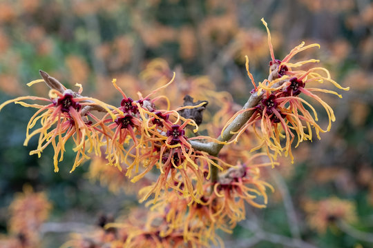 Hamamelis x intermedia 'Jelena'