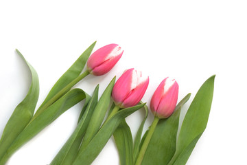 Beautiful pink tulips on white background close up