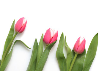 Beautiful pink tulips on white background close up