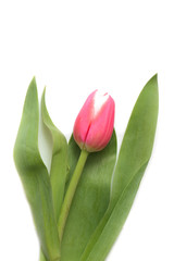 Beautiful pink tulip on white background close up