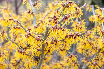 Hamamelis x intermedia 'Orange Dream'