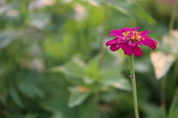 red flower in the garden