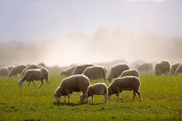  image of a flock of sheep