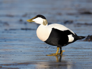 Common Eider duck, Somateria mollissima