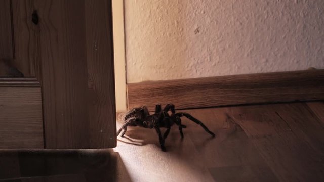 Eine Vogelspinne krabbelt durch einen Türspalt in ein Zimmer, nachts mit Lichtstrahl, mehrere Szenen
