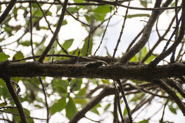 Tiny noisy cicada on a branch in the forests of the wild New Zealand