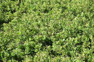 Obraz premium View of the world's largest cashew tree. Scientific name: Anacardium occidental