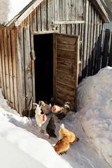 Hens beside wooden henhouse at winter day