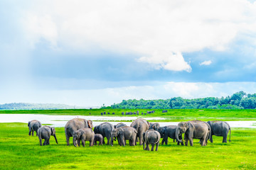 Herd of elephants in Kaudulla national park, Sri Lanka