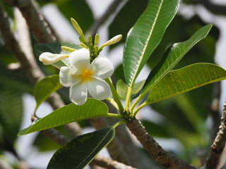  White flowers on the tree