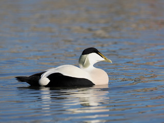 Common Eider duck, Somateria mollissima