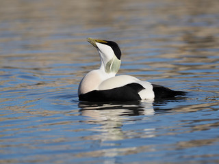 Common Eider duck, Somateria mollissima
