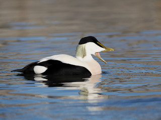 Common Eider duck, Somateria mollissima