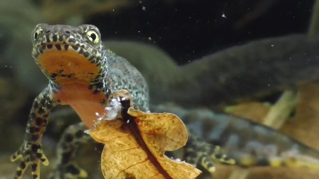 Bergmolche, Alpine newt, Ichthyosaura alpestris