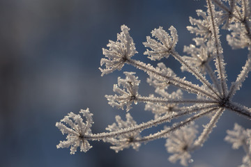 Winter flower
