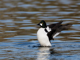 Goldeneye, Bucephala clangula