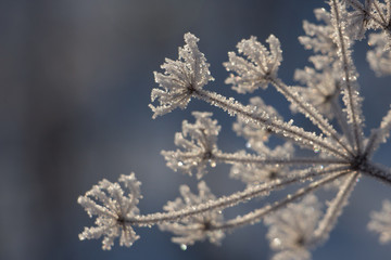 Winter flower