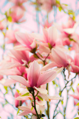 Obraz na płótnie Canvas Bright pink magnolias in the spring