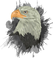 Portrait Bald eagle - Bald eagle hand drawn vector illustration