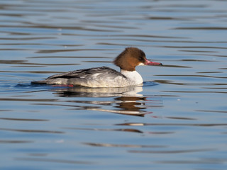 Goosander, Mergus merganser