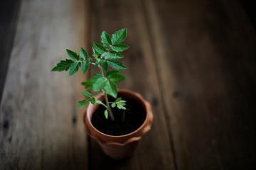 tomato plant tree in small pot 