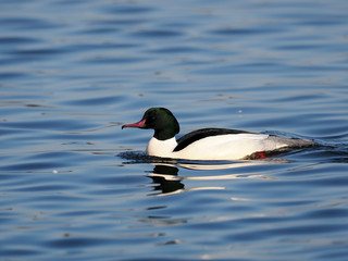 Goosander, Mergus merganser