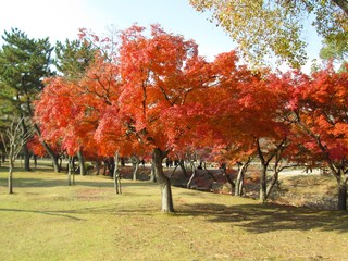 紅葉