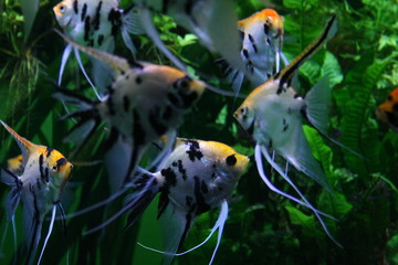 Aquarium, Moscow, Russia, fish, aquarium, water, underwater, animal, tropical, nature, cichlid, sea, green, freshwater, blue, colorful, ocean, aquatic, goldfish, wildlife, tank, marine, aqua, yellow, 