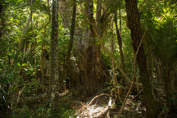 Deep thicket of the wild forests of New Zealand 