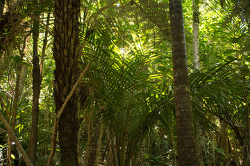 Deep thicket of the wild forests of New Zealand with fern fronds 