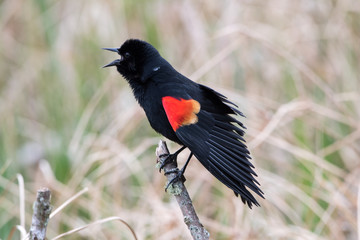 Red winged blackbird on a stick.