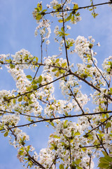Fruit trees in spring bloom with beautiful white flowers