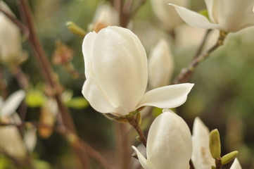 fleurs blanches de magnolia