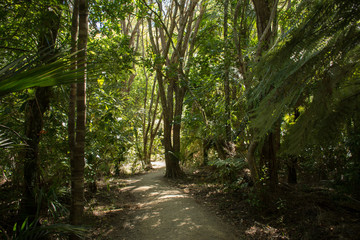 Pathway through the thicket of the wilderness of New Zealand