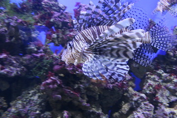 Aquarium, Moscow, Russia, fish, sea, lionfish, underwater, aquarium, ocean, reef, coral, water, marine, nature, animal, blue, tropical, diving, anemone, life, scuba, wildlife, lion, pterois volitans, 