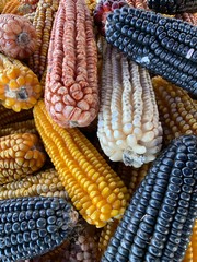 Color corn