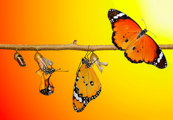 Amazing moment ,Monarch Butterfly, pupae and cocoons are suspended. Concept transformation of...