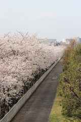 道と桜