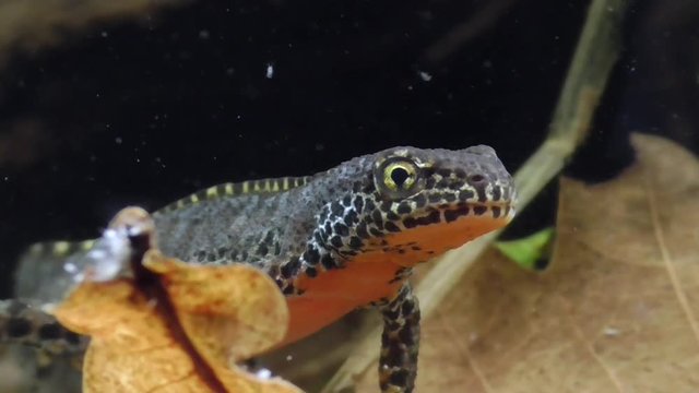 Bergmolche, Alpine newt, Ichthyosaura alpestris