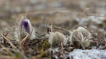 Pulsatilla grandis